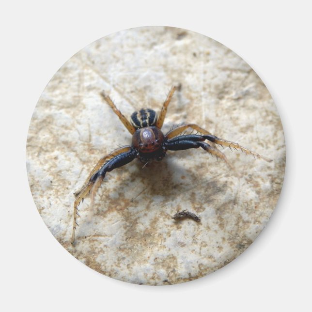 Íman Macho Ground Crab Spider Magnet (Frente)
