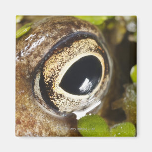 Íman Macro; Horizontal; Cor; Cor; Ninguém