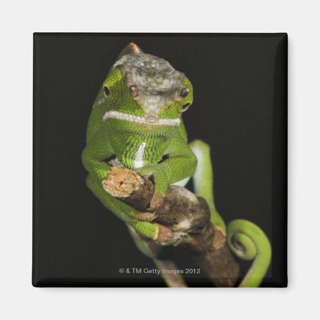 Íman Madagáscar (Frente)