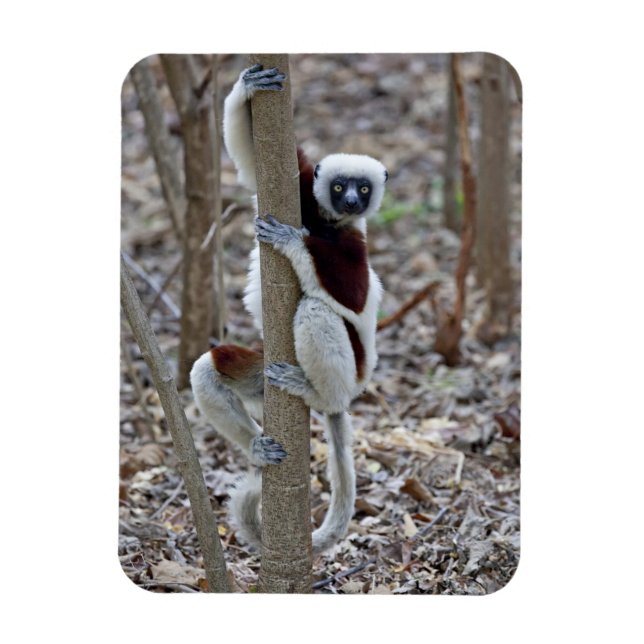 Íman Madagascar, Reserva Ankarafantsika; Ampijoroa; (Vertical)