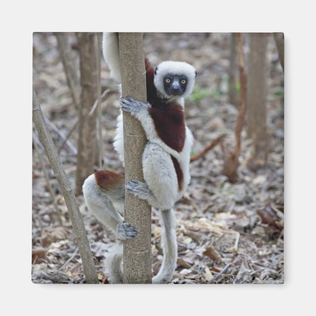 Íman Madagascar, Reserva Ankarafantsika; Ampijoroa; (Frente)