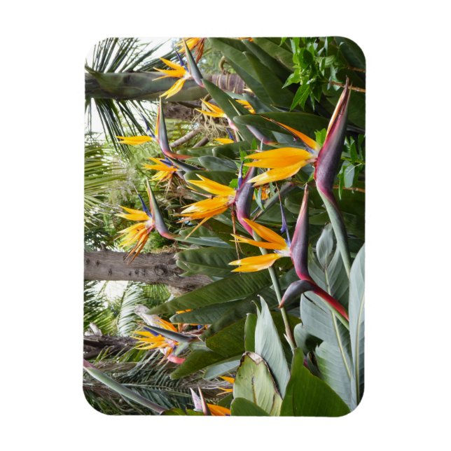 Íman Madeira - Birds of Paradise (Vertical)