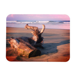 Íman Madeira Flutuante Costa Rica Praia Foto