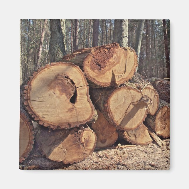 Íman Madeira Magnet (Frente)