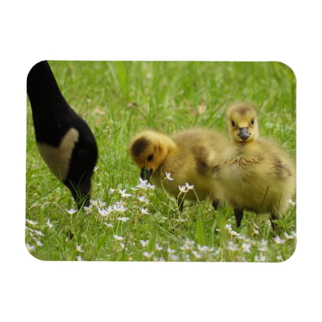 Íman Madre Goose (canadá) e gansos (Horizontal)