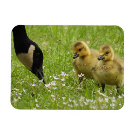 Íman Madre Goose (canadá) e gansos