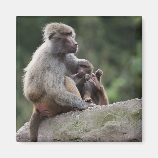 Íman Mãe babuína cuidando de seu jovem (Frente)