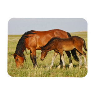 Íman Mãe de Cavalo Selvagem e Grazing Colt