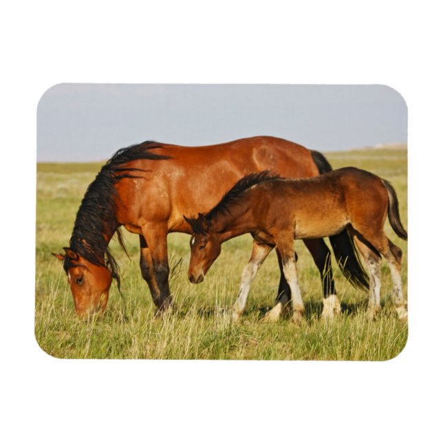 Íman Mãe de cavalo selvagem e potro pastando (Horizontal)