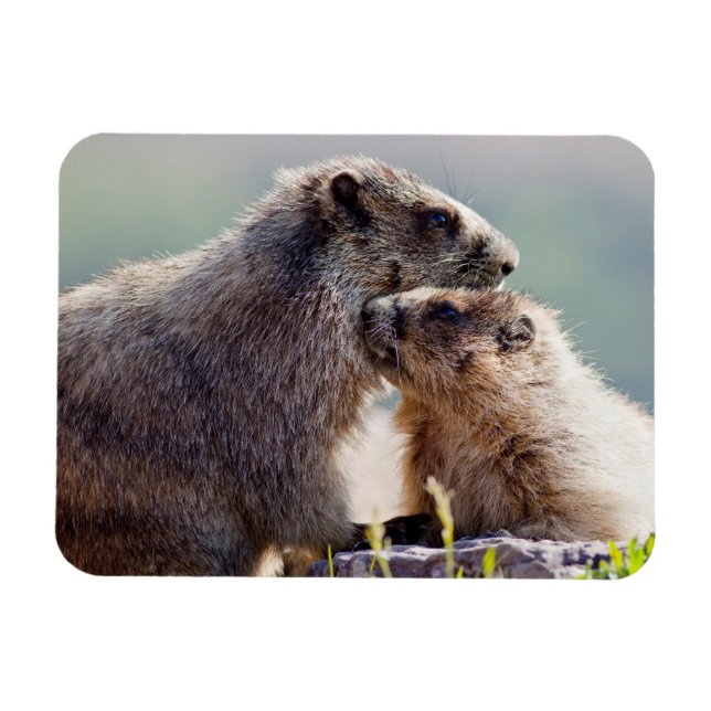 Íman Mãe de Marmota com Bebê (Horizontal)