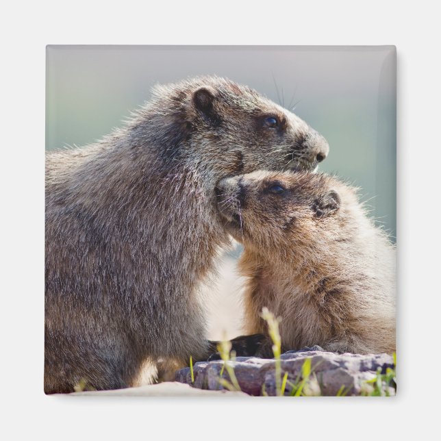 Íman Mãe de Marmota com Bebê (Frente)