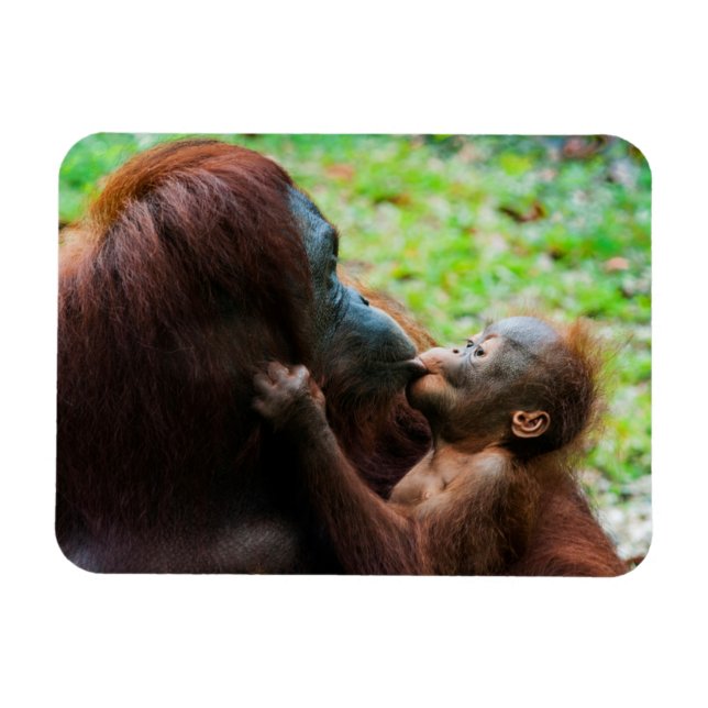 Íman Mãe de orangotango e bebê (Horizontal)