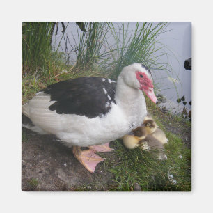 Íman Mãe do pato de Muscovy com patinhos
