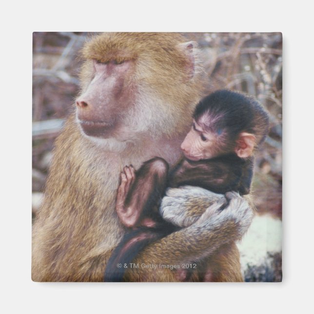 Íman Mãe e Bebê Baboon (Frente)