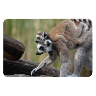 Íman Mãe E Bebê De Lemur De Ala