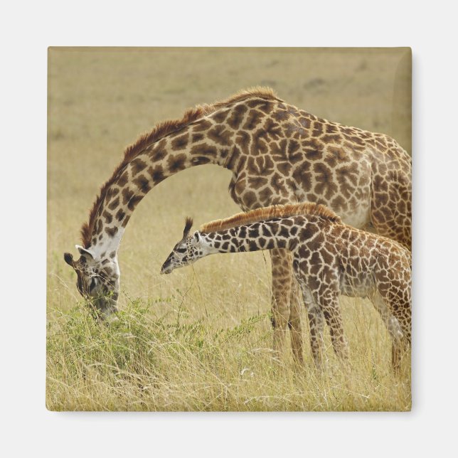 Íman Mãe e bebê Girafa Masai, Giraffa (Frente)