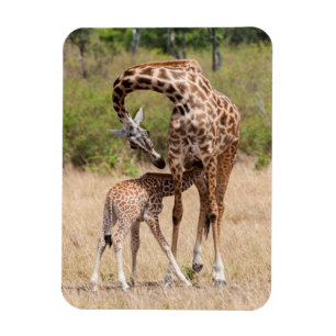 Íman Mãe e bebê girafa no Quênia