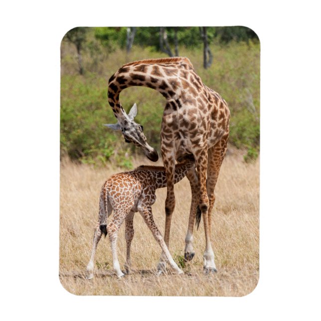 Íman Mãe e bebê girafa no Quênia (Vertical)
