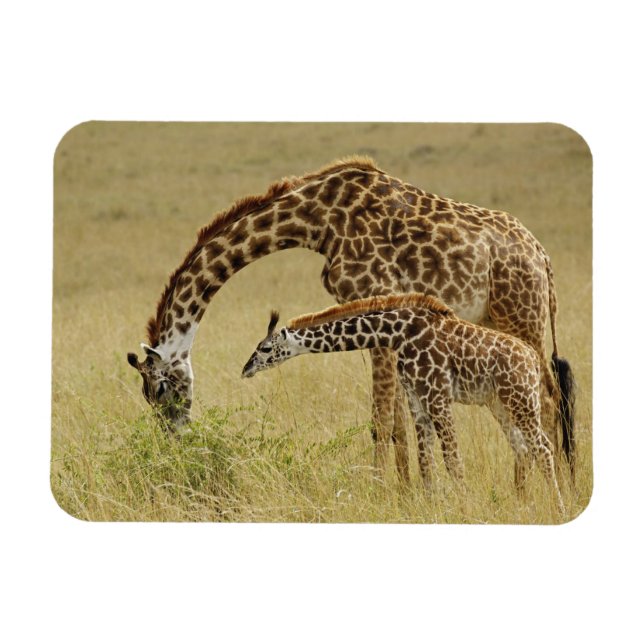 Íman Mãe e bebê Masai Giraffe, Giraffa (Horizontal)