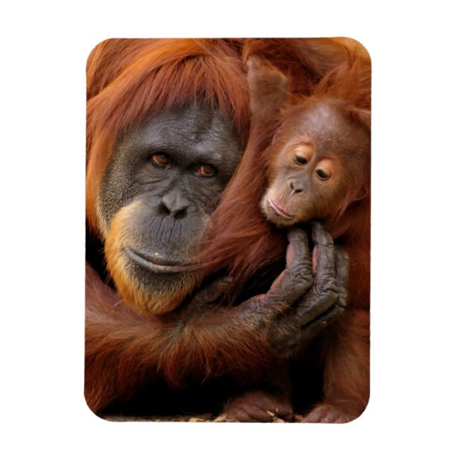 Íman Mãe e Bebê Orangutan (Vertical)
