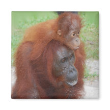 Mãe e Bebê Orangutan na Ilha de Borneo