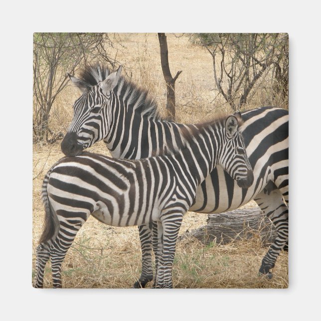 Íman Mãe e Bebê Zebra Magnet (Frente)