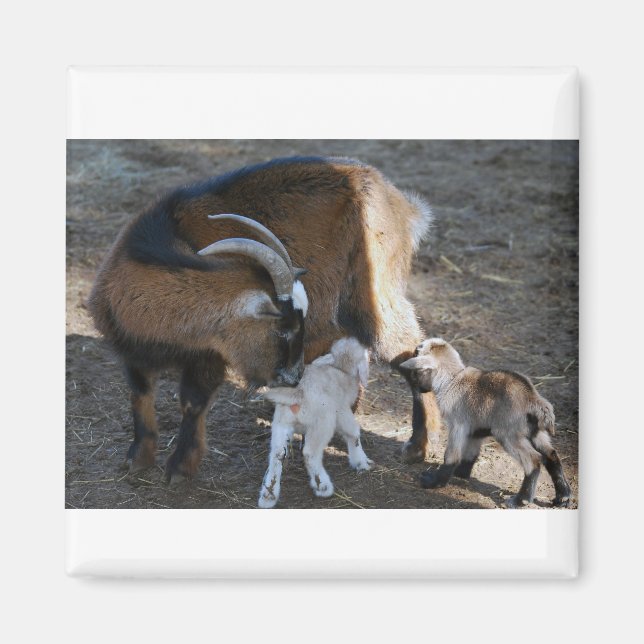 Íman Mãe e Bebês (Frente)