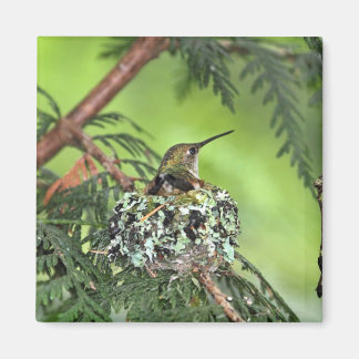 Íman Mãe Hummingbird no Nest