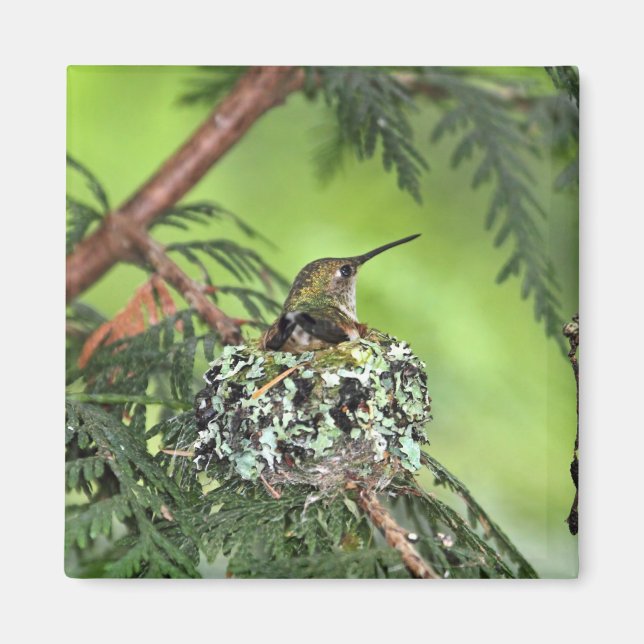 Íman Mãe Hummingbird no Nest (Frente)