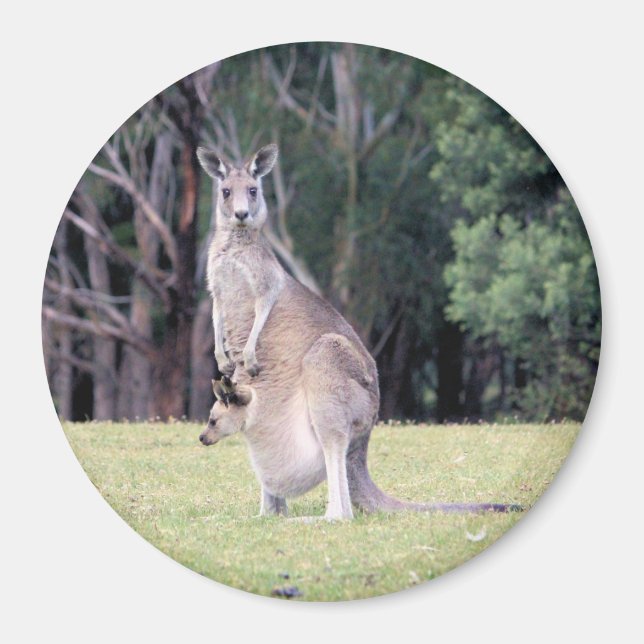 Íman Mãe Kangaroo com Bebê Joey em sua bolsa (Frente)