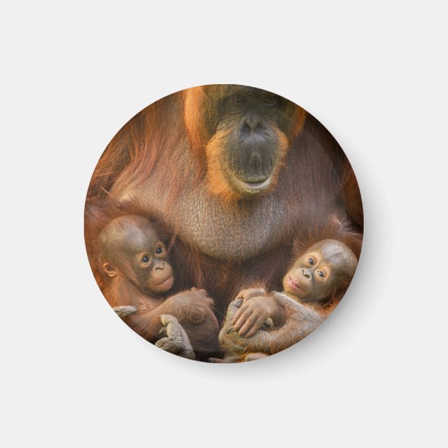 Íman Mãe Orangutan Segurando Dois Bebês (Frente)