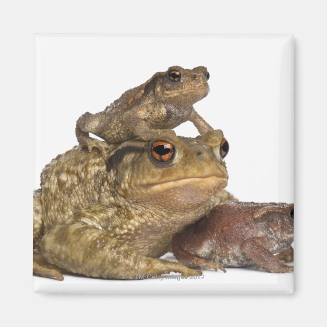 Íman mãe, sapo comum e seus bebês - bufo bufo (Frente)