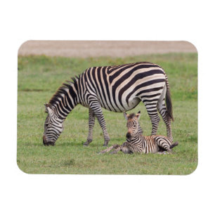 Íman Mãe Zebra com Potro Recém-Nascido