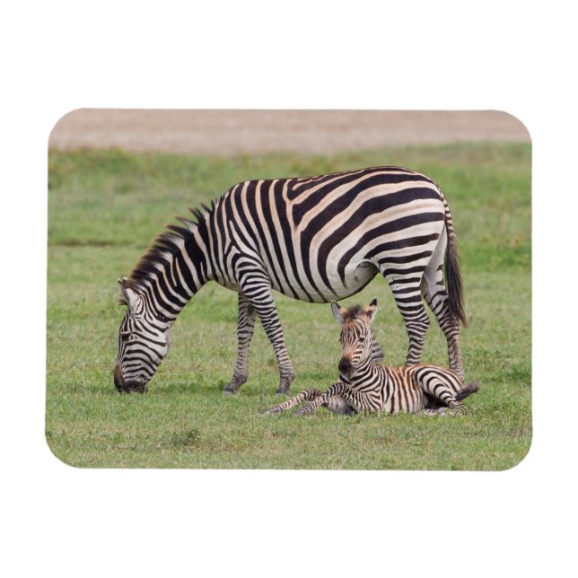 Íman Mãe Zebra com Potro Recém-Nascido (Horizontal)