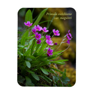 Íman Magenta Maguire Primrose Flor Silvestre © Sandy Lo