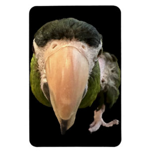 Íman magia de beakysnooter