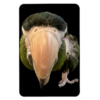 Íman magia de beakysnooter