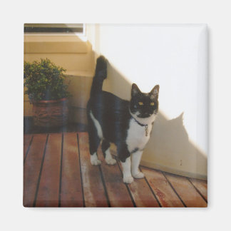 Íman Magic Cat - Personalizado