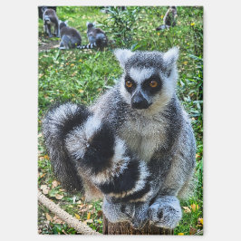 Íman Magneet met ringstaartmaki – unieke dierenprint