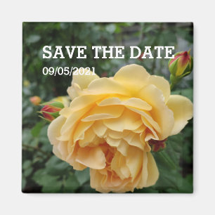 Íman Magnésio de flores de rosa amarela