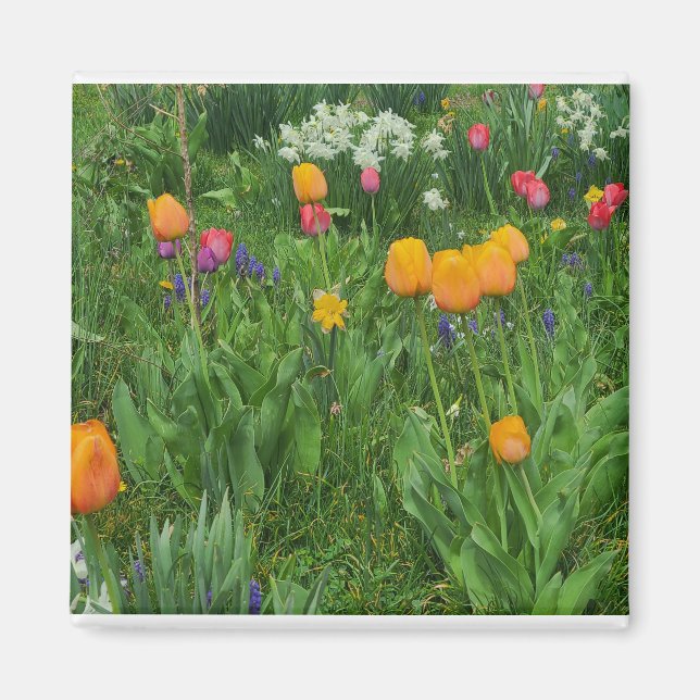 Íman Magnet (Frente)