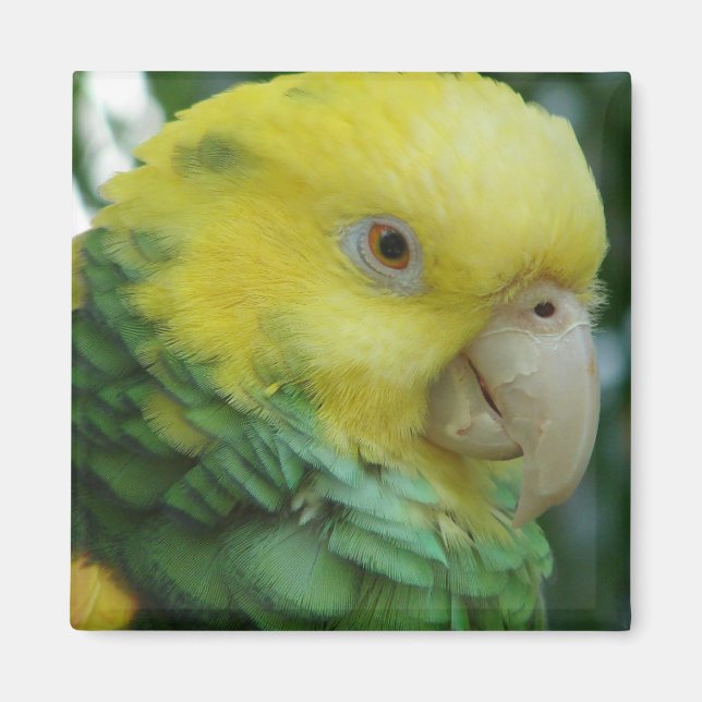 Íman Magnet (Frente)