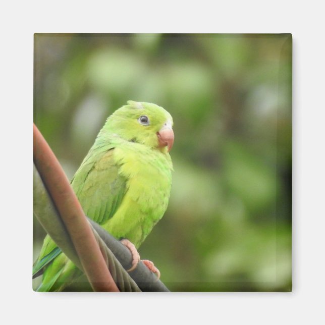 Íman Magnet (Frente)