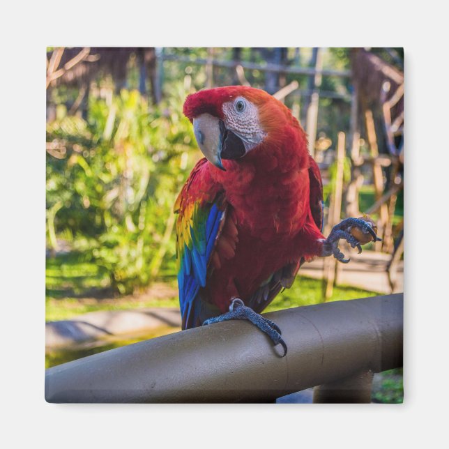 Íman Magnet (Frente)