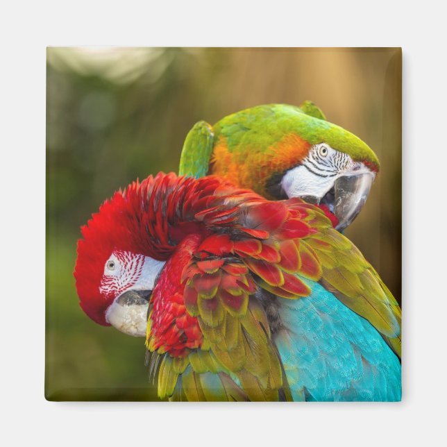 Íman Magnet (Frente)