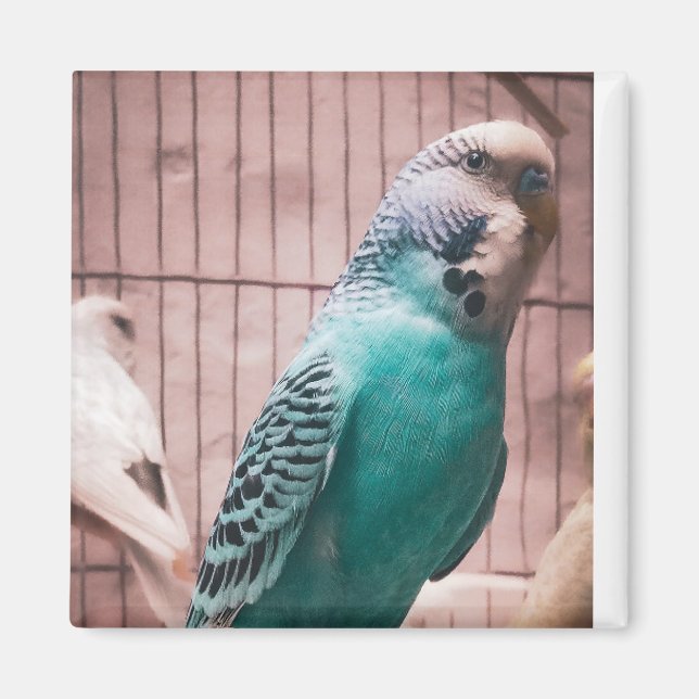 Íman Magnet (Frente)