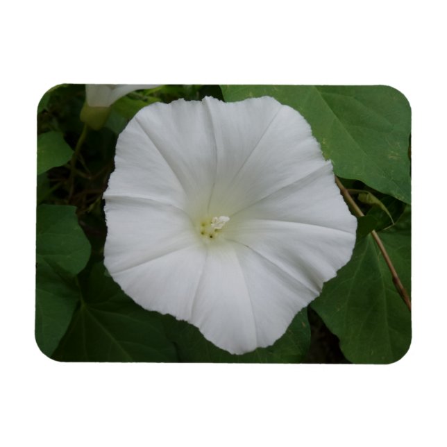 Íman Magnet 3"x4" de Flor Branco (Horizontal)