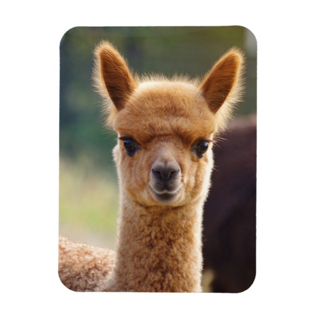 Íman Magnet Alpaca Cute (Vertical)