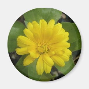 Íman Magnet Amarelo Brilhante