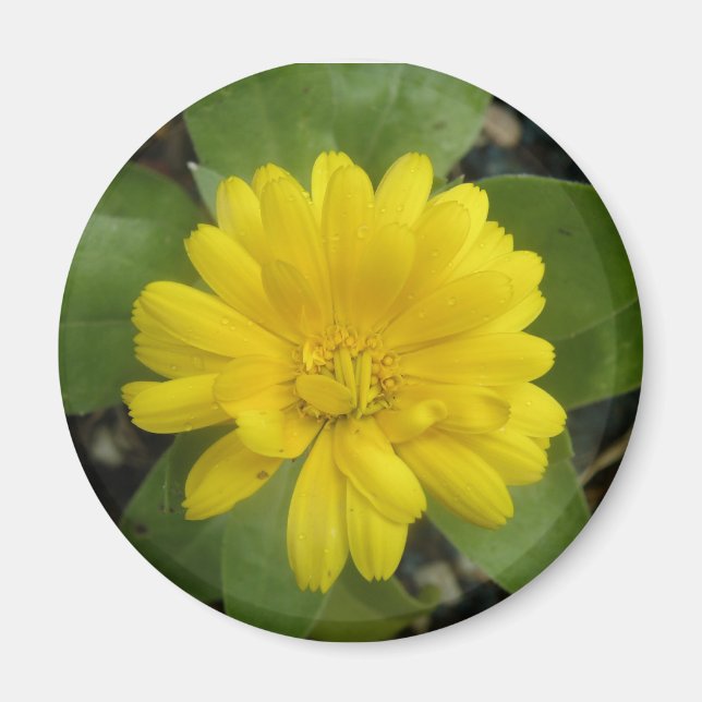 Íman Magnet Amarelo Brilhante (Frente)